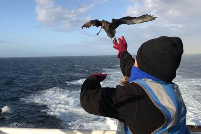 Bert, a Sooty Shearwater, ended up on Brittany Ferries' Cap FinistÃ¨re as it headed from Spain to Portsmouth after being battered by Storm Aileen. Picture: Brittany Ferries