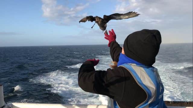 Bert, a Sooty Shearwater, ended up on Brittany Ferries' Cap FinistÃ¨re as it headed from Spain to Portsmouth after being battered by Storm Aileen. Picture: Brittany Ferries