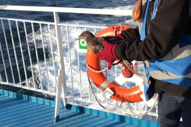 Bert, a Sooty Shearwater, ended up on Brittany Ferries' Cap FinistÃ¨re as it headed from Spain to Portsmouth after being battered by Storm Aileen. Picture: Brittany Ferries
