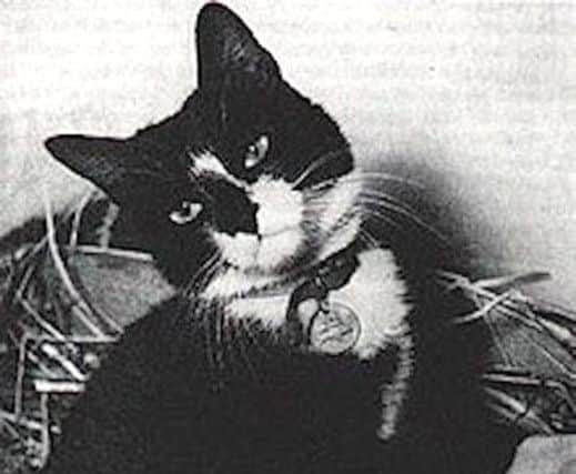 SHIP'S CAT SIMON AND HIS GRAVE
Able Seacat Simon on board HMS Amethyst and his grave at Ilford, east London.
