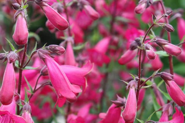 Penstemon  Red Bartfaden -  Shutterstock