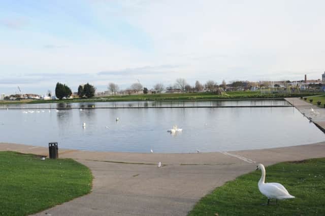 Swans at Walpole Park