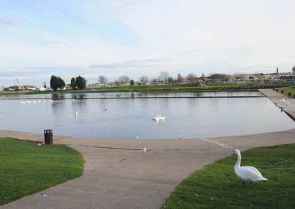 Swans at Walpole Park