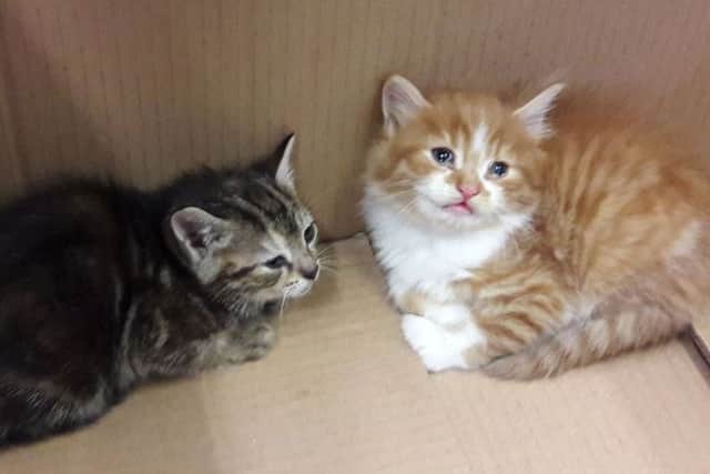 Dumped kittens found in a bin by Portsmouth City Council.
