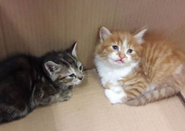 Dumped kittens found in a bin by Portsmouth City Council.