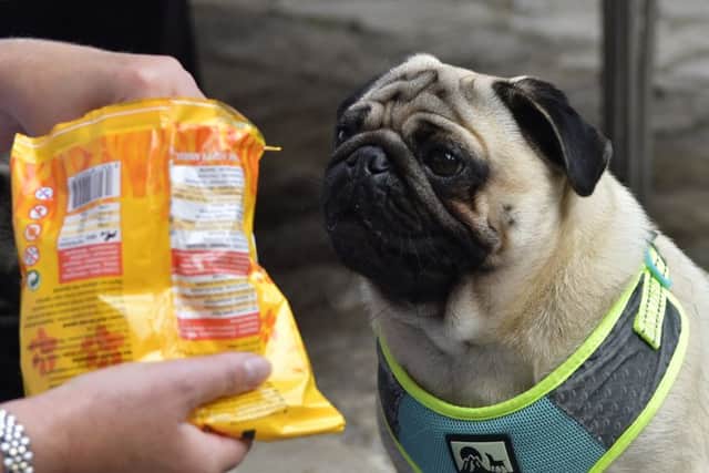 Prince waits for a treat from owner Joanne Vine
Picture: Neil Marshall (171159-8) PPP-170924-173015006