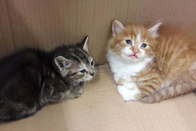 Dumped kittens found in a bin