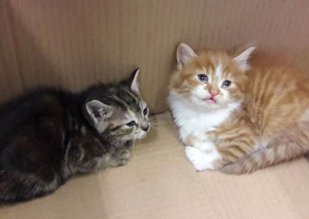 Dumped kittens found in a bin