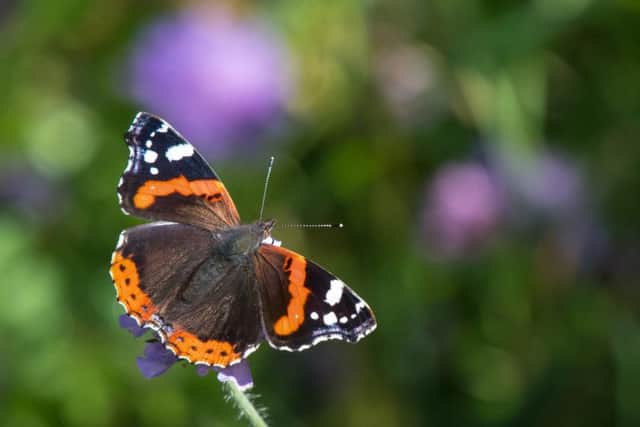 The Red Admiral is thriving. Picture: Tim Melling / Butterfly Conservation
