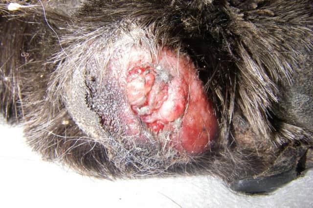 One of Kitty Karna's paws after she was dragged along the pavement. Picture: RSPCA