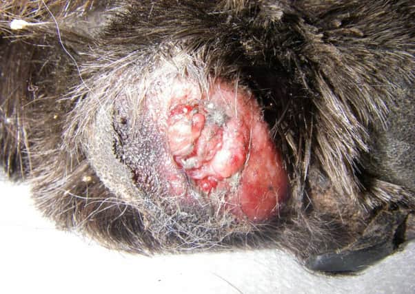 One of Kitty Karna's paws after she was dragged along the pavement. Picture: RSPCA
