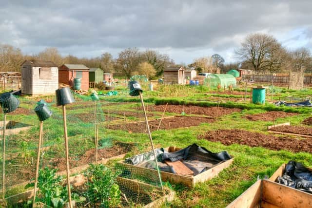 New to allotmenteering? Try raised beds. Picture: Shutterstock
