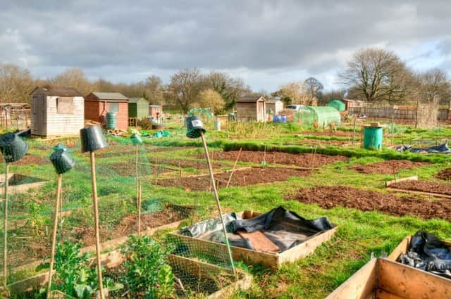 New to allotmenteering? Try raised beds. Picture: Shutterstock