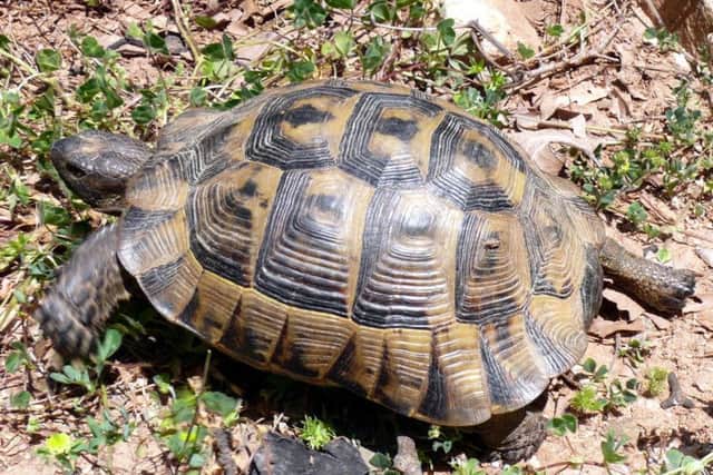 A Hermann's tortoise. Picture: WikiCommons