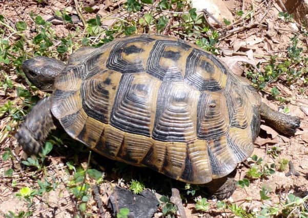 A Hermann's tortoise. Picture: WikiCommons