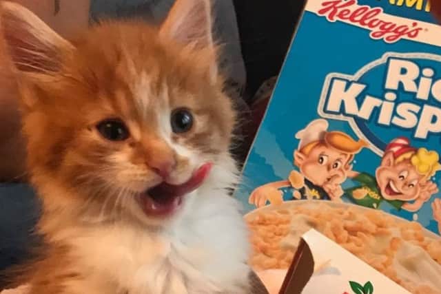 Biff, one of the kittens found dumped in a bin near Sultan Road, in Portsmouth.