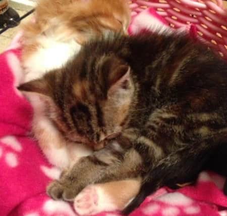 Biff and Sultan, the kittens found dumped in a bin off Sultan Road, in Portsmouth.