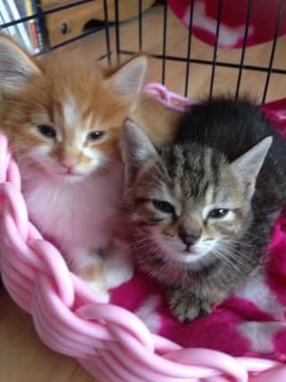 Biff and Sultan, the kittens found dumped in a bin off Sultan Road, in Portsmouth.