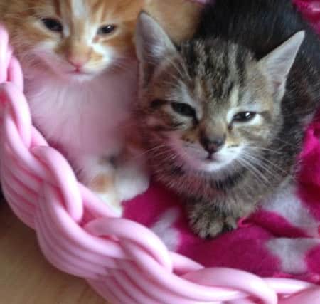 Biff and Sultan, the kittens found dumped in a bin off Sultan Road, in Portsmouth.