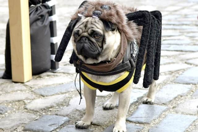 Kate Gillett's pug Batman tries a spider outfit for size.Picture: Neil Marshall (171159-7)
