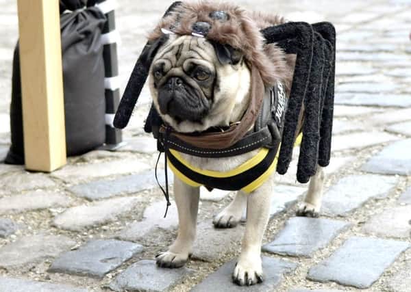 Kate Gillett's pug Batman tries a spider outfit for size.

Picture: Neil Marshall (171159-7)