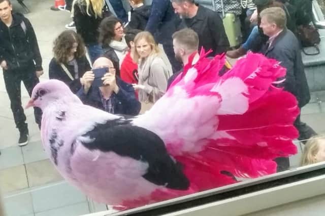 One of the colourful pigeons