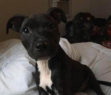 Boysie was stolen from his home in Stubbington Avenue. Picture: Hampshire Constabulary
