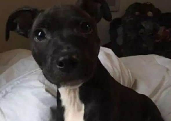 Boyzie the puppy