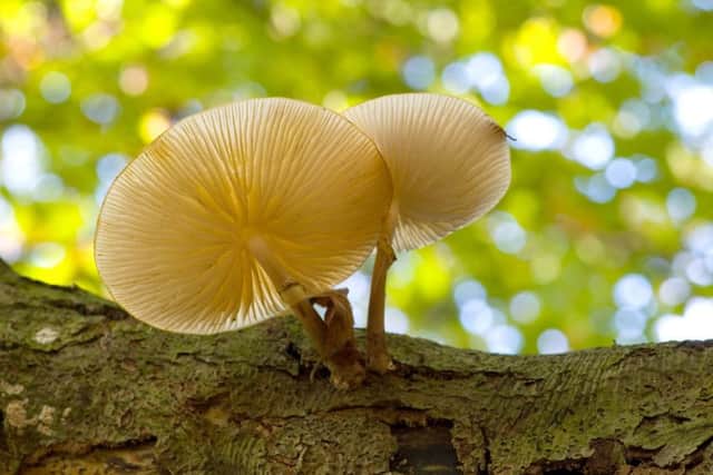 Porcelain fungus by Mark Heighes