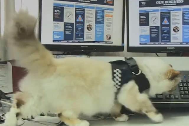 Tia at work