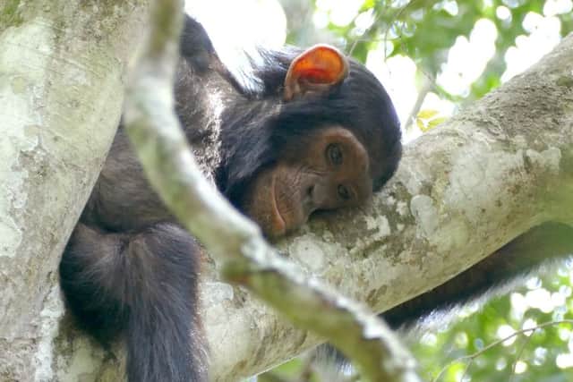 A monkey relaxes in a tree at Queen Elizabeth Country Park, Uganda