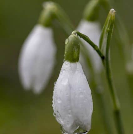 March - Snowdrops at West Dean by Carrie Davidson