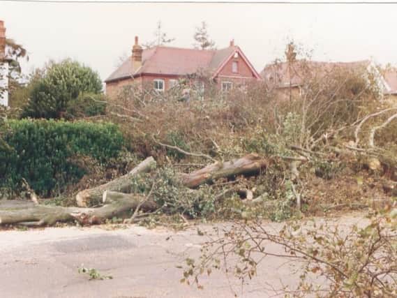 Trees down in Chichester after the storm