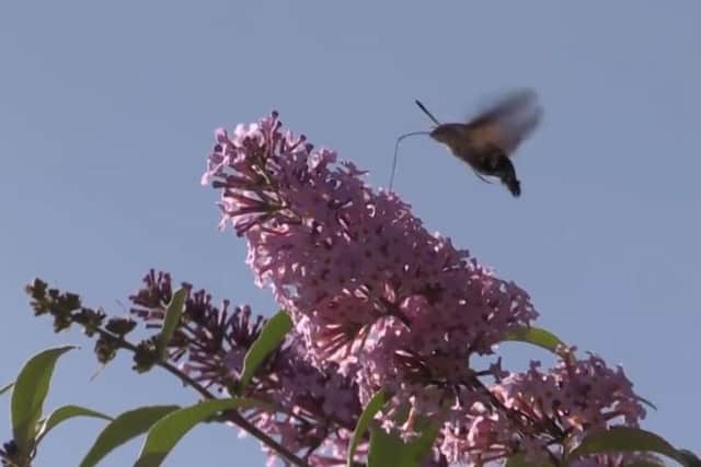 A humming bee moth