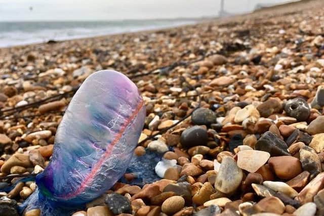 Picture: Shoreham Coastguard/Facebook