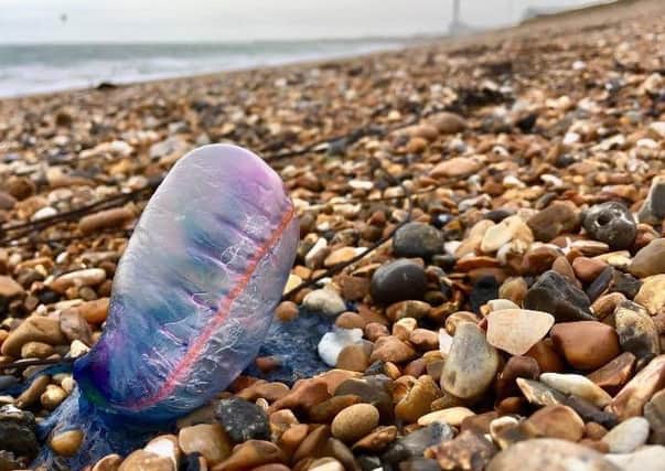 Picture: Shoreham Coastguard/Facebook