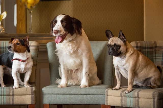 Dogs are welcome.
