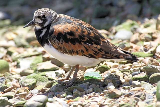 Jim Walker spotted a turnstone outside Titchfield Haven Centre