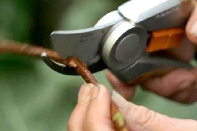 Make a clean cut just below a leaf joint.