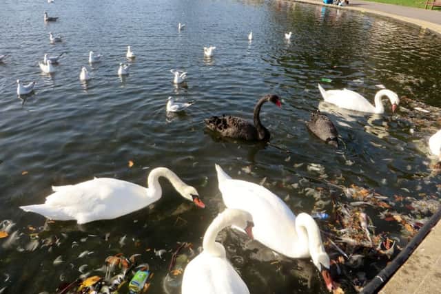 Swans feed in Canoe Lake surrounded by litter Picture:
Lorna Wilkinson