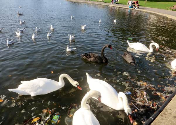 Swans feed in Canoe Lake surrounded by litter Picture: 
Lorna Wilkinson