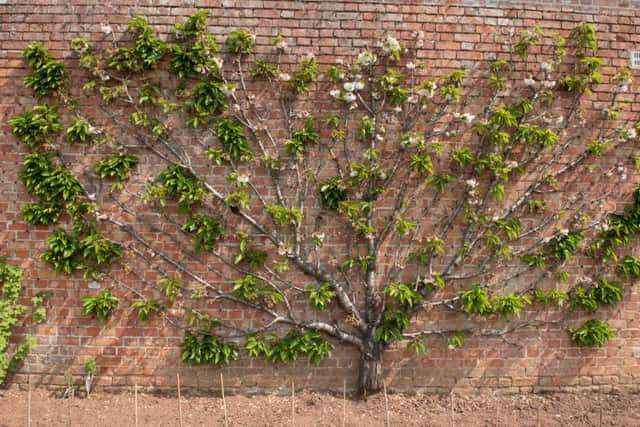 Cherry tree Stella