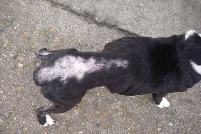 Mitzy the Staffordshire Bull Terrier found locked in a toilet at home in Forton Road, Gosport. The RSPCA prosecuted Daniel Jackman and Charlene Reed over causing unnecessary suffering. Picture: RSPCA