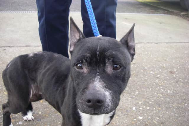 Mitzy the Staffordshire Bull Terrier found locked in a toilet at home in Forton Road, Gosport. The RSPCA prosecuted Daniel Jackman and Charlene Reed over causing unnecessary suffering. Picture: RSPCA