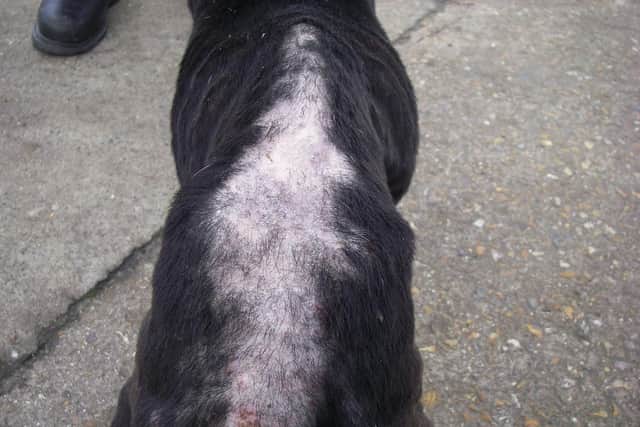 Mitzy the Staffordshire Bull Terrier found locked in a toilet at home in Forton Road, Gosport. The RSPCA prosecuted Daniel Jackman and Charlene Reed over causing unnecessary suffering. Picture: RSPCA