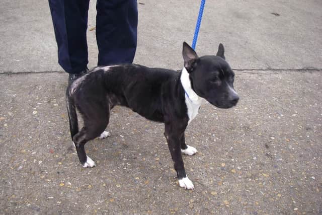 Mitzy the Staffordshire Bull Terrier found locked in a toilet at home in Forton Road, Gosport. The RSPCA prosecuted Daniel Jackman and Charlene Reed over causing unnecessary suffering. Picture: RSPCA